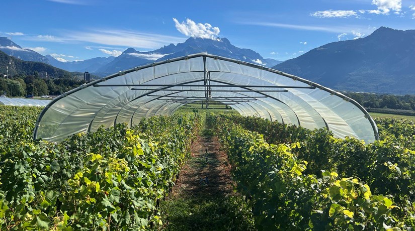 Die Auswirkungen von Wasserstress entschlüsseln, um den Weinberg auf die Zukunft vorzubereiten Die Auswirkungen von Wasserstress entschlüsseln, um den Weinberg auf die Zukunft vorzubereiten