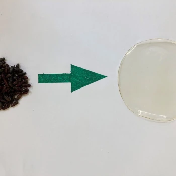 Insekten werden zu Chitosanfolie