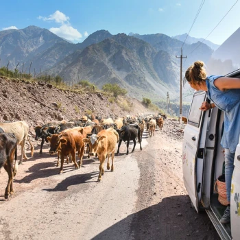 Auch Kühen begegneten wir auf unseren Reisen immer wieder, Bild: Dylan