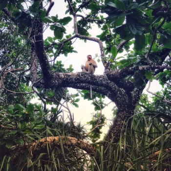 Der Orang-Utan hat sich ein schönes Plätzchen auf einem Baum ausgesucht.