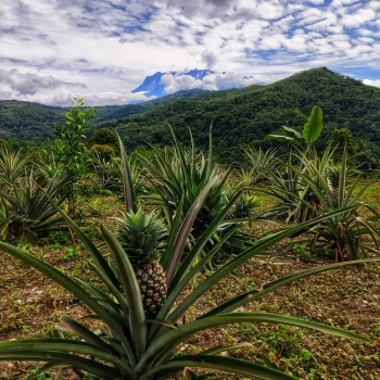 Ananas