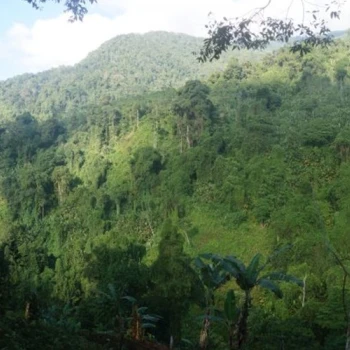 Der Weg zur Ciudad Perdida führt von der Nordküste durch dichten Dschungel.