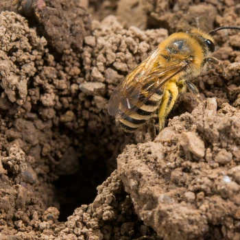 Seidenbienen (Colletes)