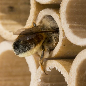 Osmia Bicornis am Eingang der Nisthilfe
