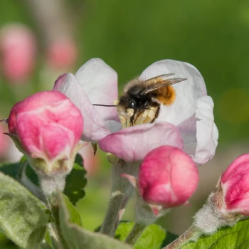 Osmia Cornuta auf einer Apfelbaumblüte