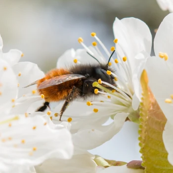 Osmia Cornuta auf Kirschblüte