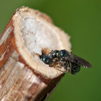 Diese kleine Keulhornbiene (Ceratina Cyanea) ist auf markhaltige Stängel als Nistplatz angewiesen: Sie besiedeln diese übrigens nur, wenn sie vertikal stehen