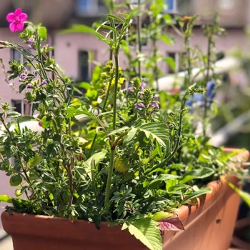 Einheimische Wildblumen: Kornblume und Mohn zaubern knallige Farben in den Garten und schaffen biodiverse Fläche.