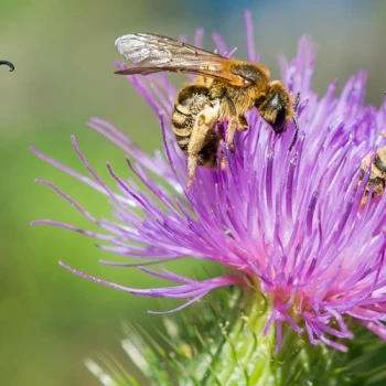 Die wunderschöne Kratzdistel ist für die Gelbbindige Furchenbiene (Halictus scabiosae) fast unersetzbar.