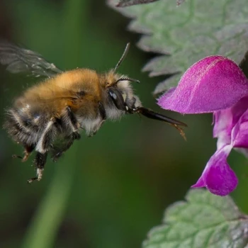 Die Pelzbienen (Anthophora plumipes) werden oft mit Hummeln verwechselt, fliegen aber viel schneller. Sie können wunderbar auf ihren bevorzugten Wildblumen, wie etwa der Taubnessel, beobachtet werden.
