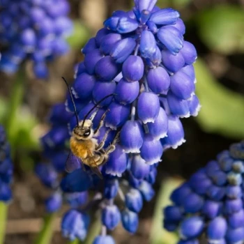 Osmia cornuta auf Muscari armeniacum
