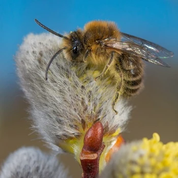 Die Frühlings-Seidenbiene (Colletes cunicularius) ist hochspezialisiert: Sie sammelt ihren Pollen ausschliesslich auf Weiden (Salix).