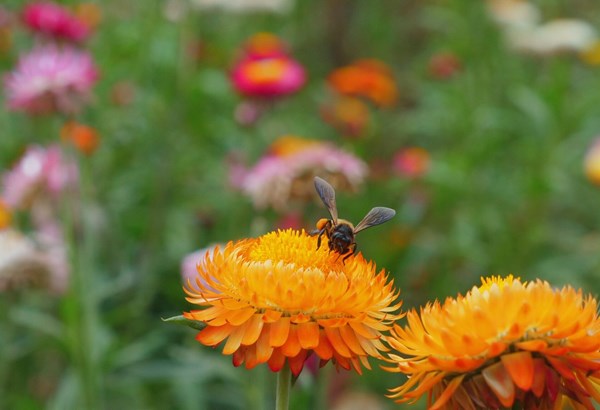 Konflikt im Grünen: Naturschutz versus Denkmalpflege Konflikt im Grünen: Naturschutz versus Denkmalpflege