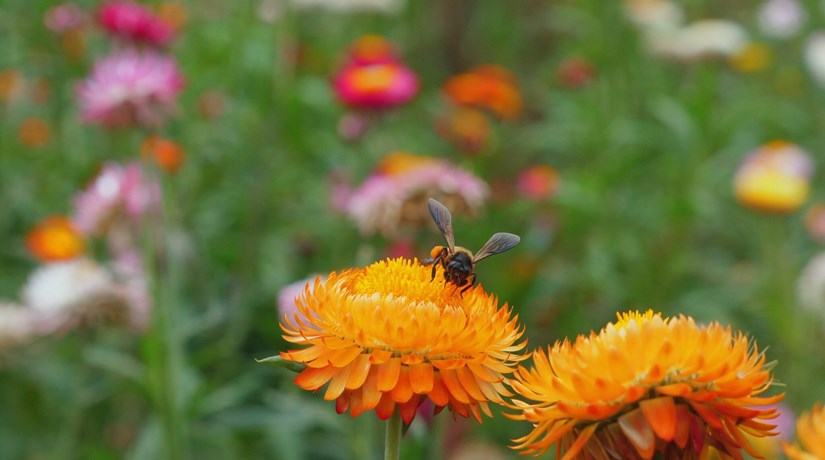Konflikt im Grünen: Naturschutz versus Denkmalpflege Konflikt im Grünen: Naturschutz versus Denkmalpflege