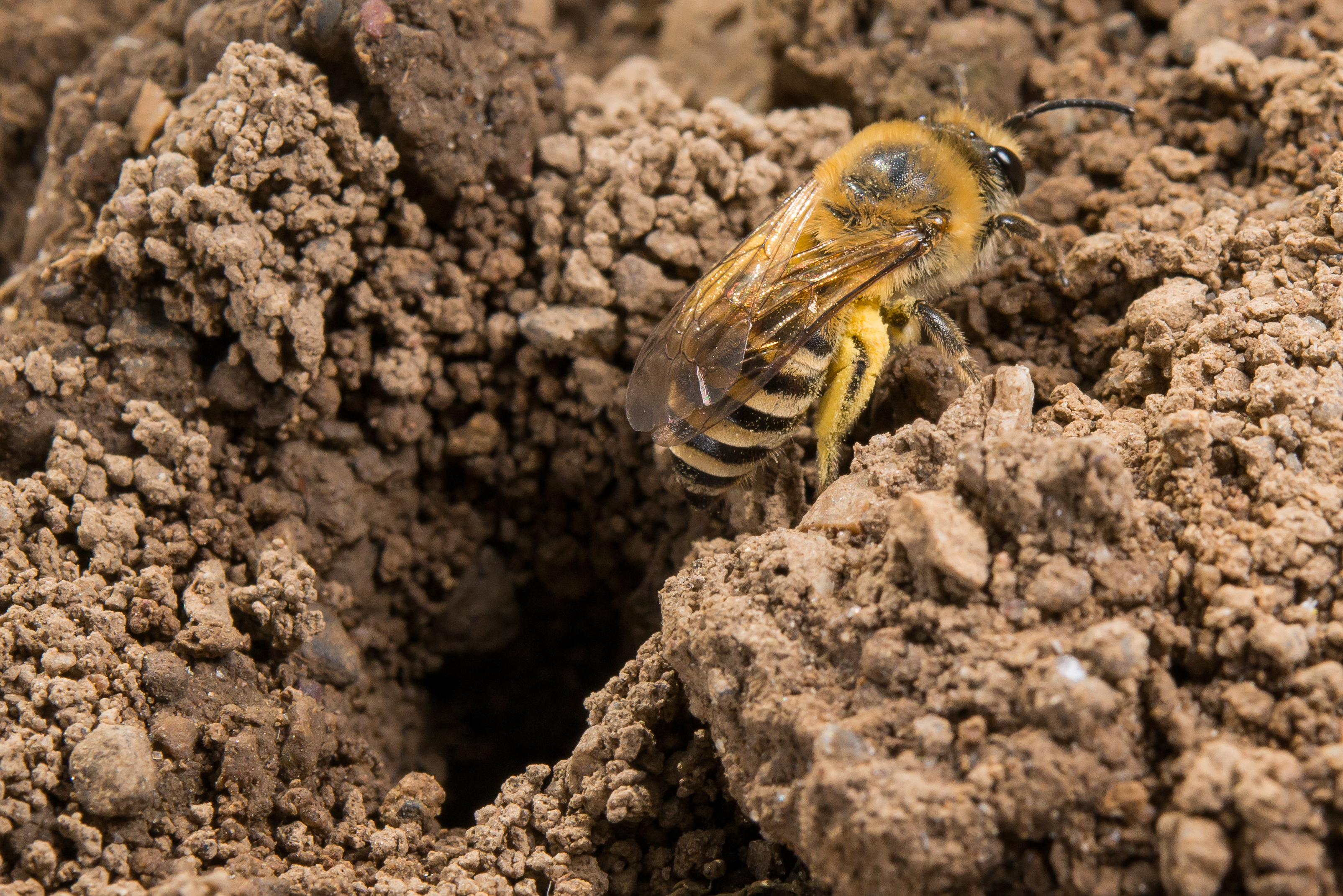 Seidenbienen (Colletes)