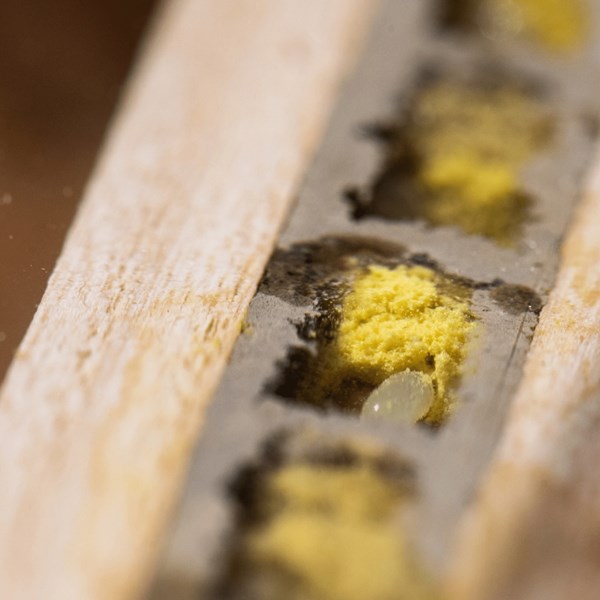 BeeHome Observer Schublade mit Pollen und Ei