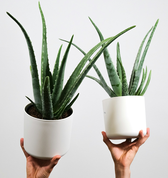 Fotocredit: Unsplash/ feey