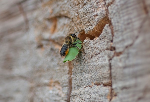 Gartentipps: Nistplätze für Wildbienen schaffen 