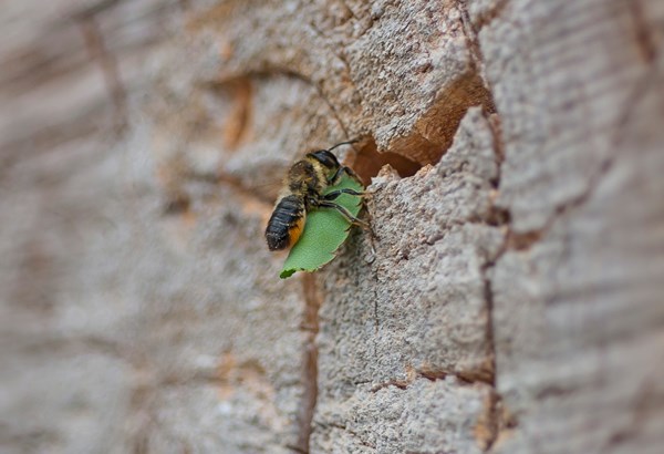Gartentipps: Nistplätze für Wildbienen schaffen  Gartentipps: Nistplätze für Wildbienen schaffen