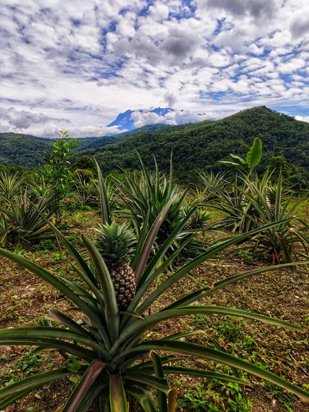 Ananas Ananas