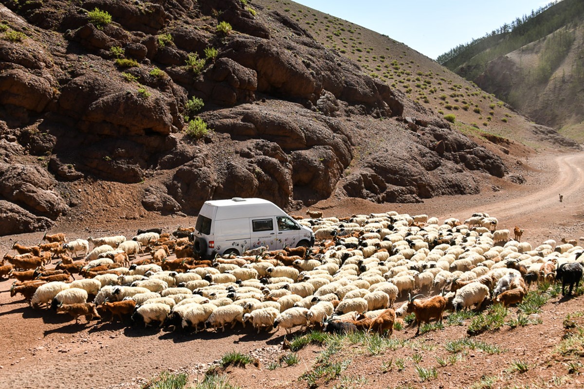 wir mit unserem Bus inmitten einer Schafherde, Bild: Dylan