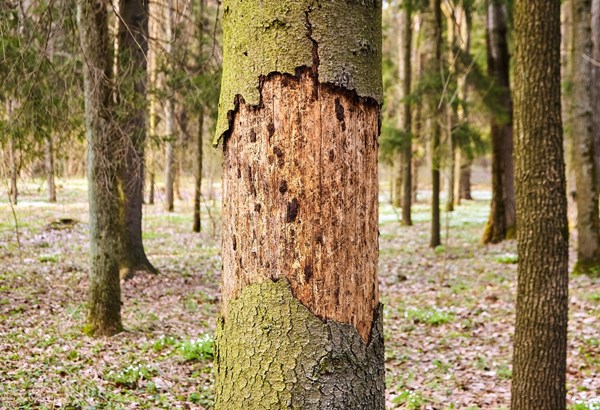 Mit Drohnen auf Jagd nach Borkenkäfern Mit Drohnen auf Jagd nach Borkenkäfern