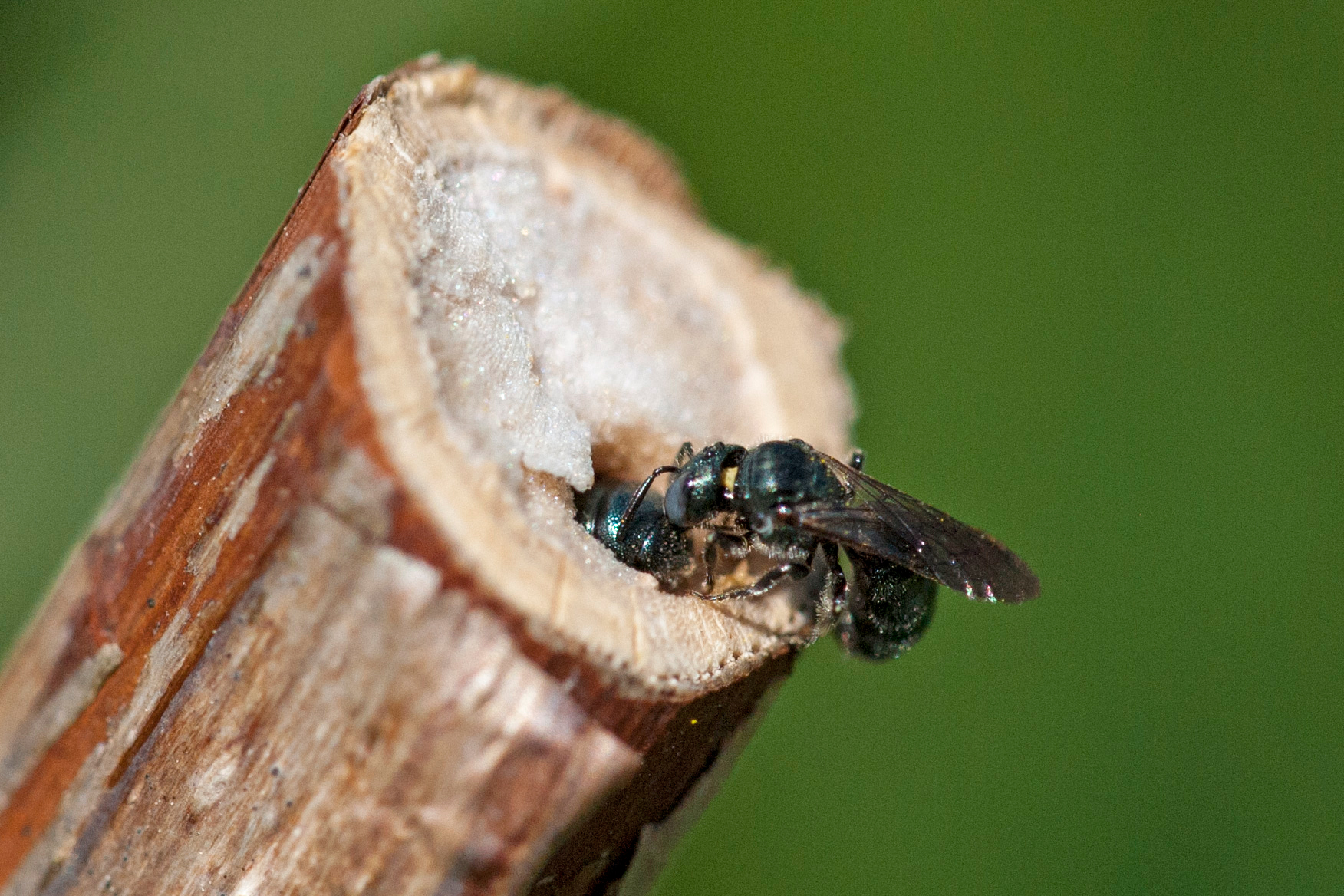 Diese kleine Keulhornbiene (Ceratina Cyanea) ist auf markhaltige Stängel als Nistplatz angewiesen: Sie besiedeln diese übrigens nur, wenn sie vertikal stehen