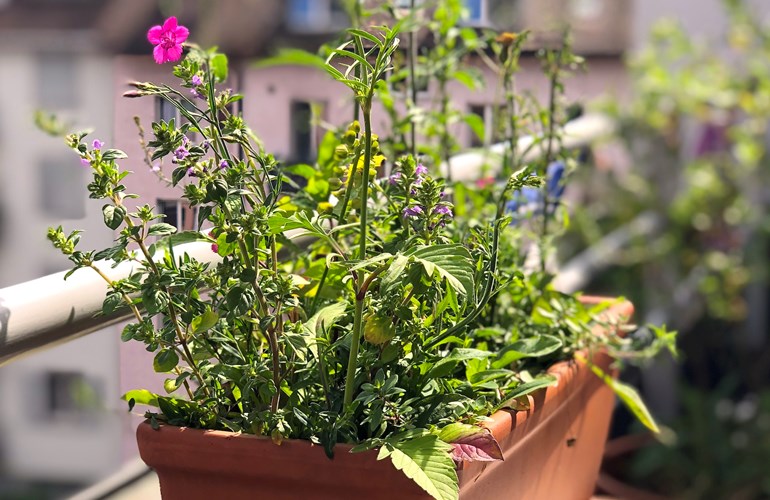 Einheimische Wildblumen: Kornblume und Mohn zaubern knallige Farben in den Garten und schaffen biodiverse Fläche.