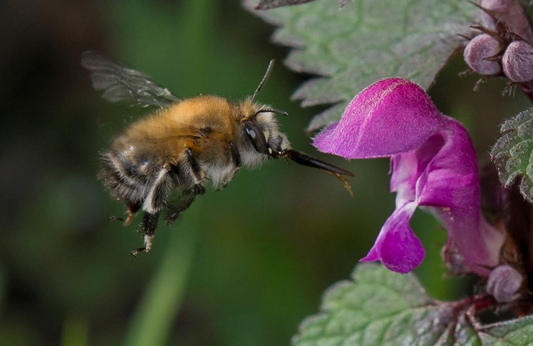 Die Pelzbienen (Anthophora plumipes) werden oft mit Hummeln verwechselt, fliegen aber viel schneller. Sie können wunderbar auf ihren bevorzugten Wildblumen, wie etwa der Taubnessel, beobachtet werden.