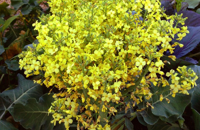 Wer hätte ihn erkannt? Der Brokkoli zaubert wunderschöne Blüten, die von vielen Wildbienen sehr geschätzt werden.