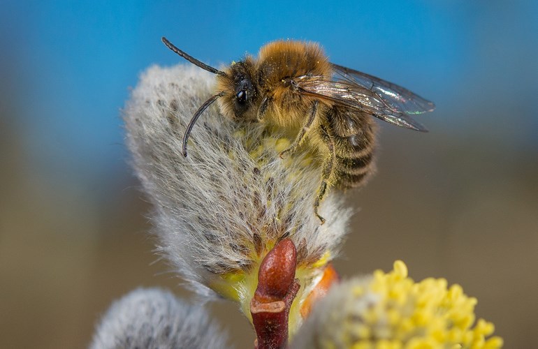 Die Frühlings-Seidenbiene (Colletes cunicularius) ist hochspezialisiert: Sie sammelt ihren Pollen ausschliesslich auf Weiden (Salix).