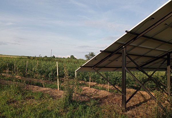«Solarpanels schützen empfindliche Kulturen auch vor Hagel und Hitze» 