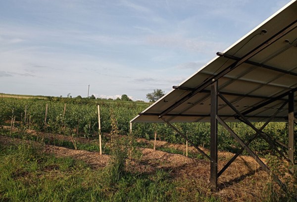 «Solarpanels schützen empfindliche Kulturen auch vor Hagel und Hitze» «Solarpanels schützen empfindliche Kulturen auch vor Hagel und Hitze»