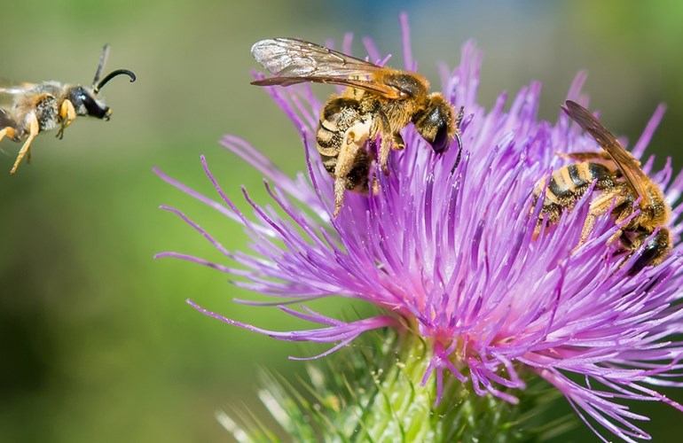 Die wunderschöne Kratzdistel ist für die Gelbbindige Furchenbiene (Halictus scabiosae) fast unersetzbar.
