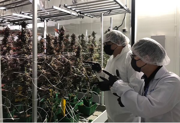 Ein EMBA-Studium & ein Unternehmen im Cannabis-Markt? Ein EMBA-Studium & ein Unternehmen im Cannabis-Markt?