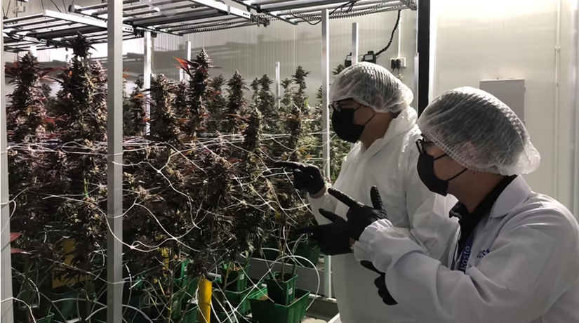 Ein EMBA-Studium & ein Unternehmen im Cannabis-Markt? Ein EMBA-Studium & ein Unternehmen im Cannabis-Markt?