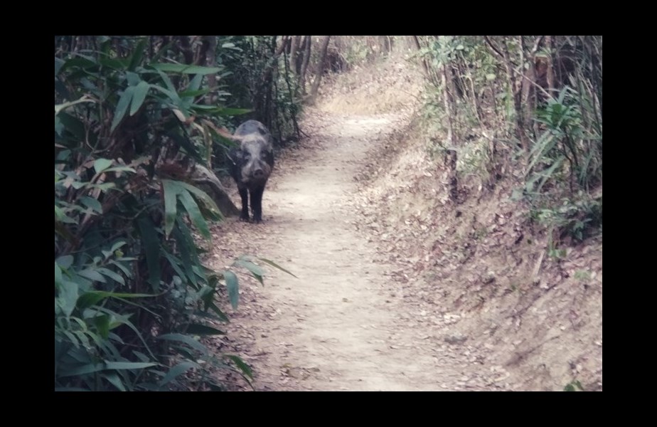 Hong Kong: Von invasiven Mitbewohnern und künstlicher Intelligenz