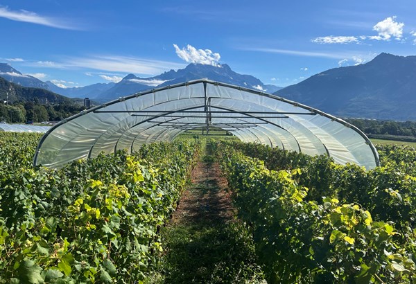 Die Auswirkungen von Wasserstress entschlüsseln, um den Weinberg auf die Zukunft vorzubereiten Die Auswirkungen von Wasserstress entschlüsseln, um den Weinberg auf die Zukunft vorzubereiten