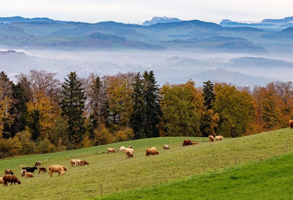 10 Mrd. Menschen ernähren 10 Mrd. Menschen ernähren