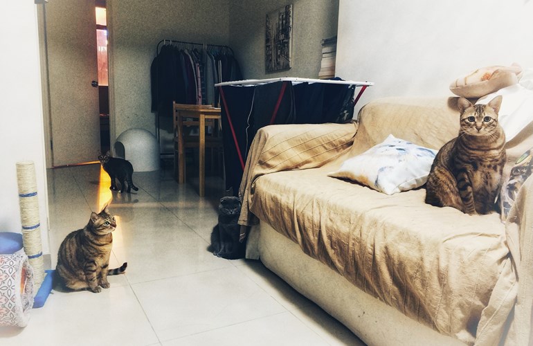 Hong Kong: Von invasiven Mitbewohnern und künstlicher Intelligenz