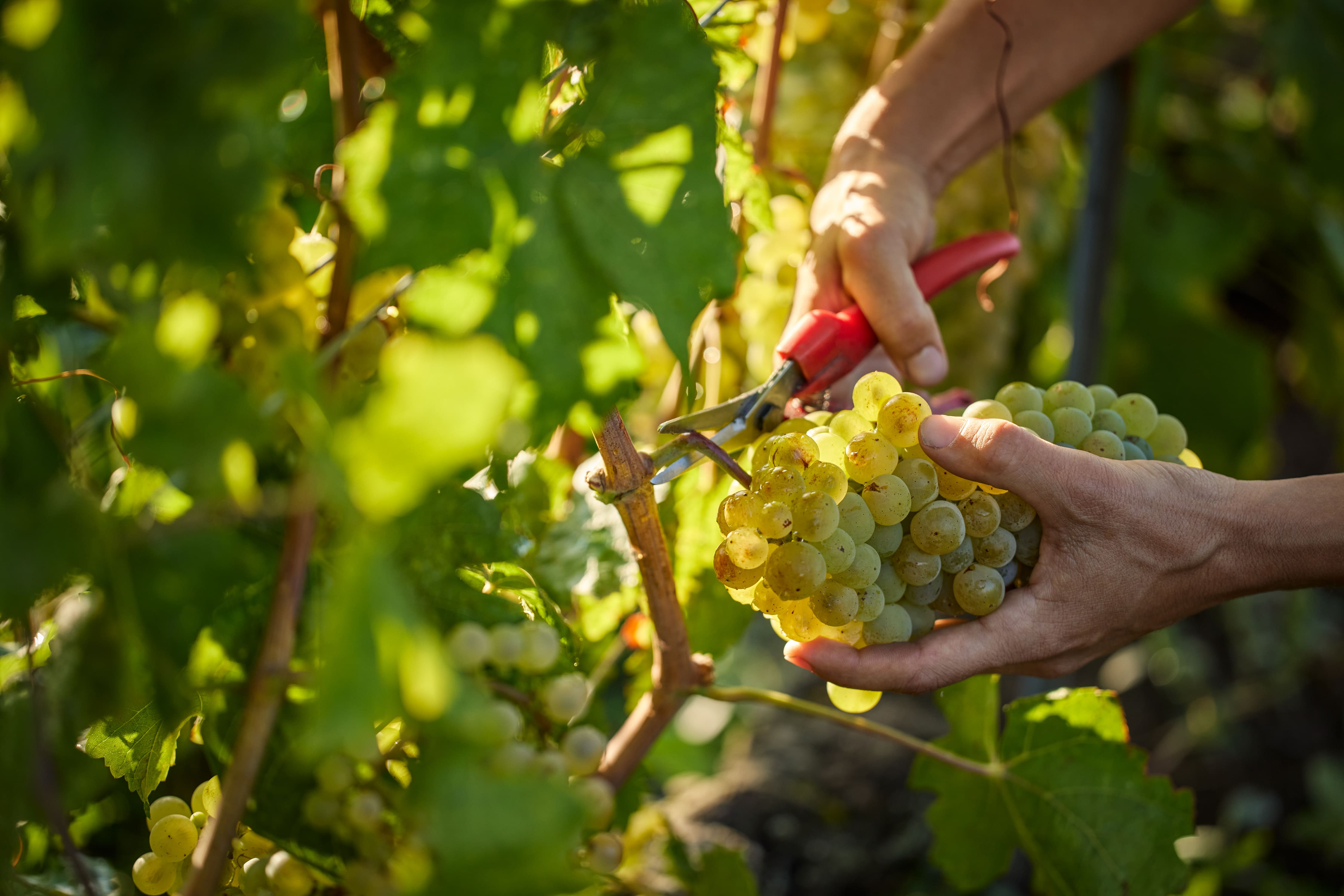 Ein exklusives Set mit 6 Weinen für CHF 150.- offeriert dir der Schweizerische Önologenverband