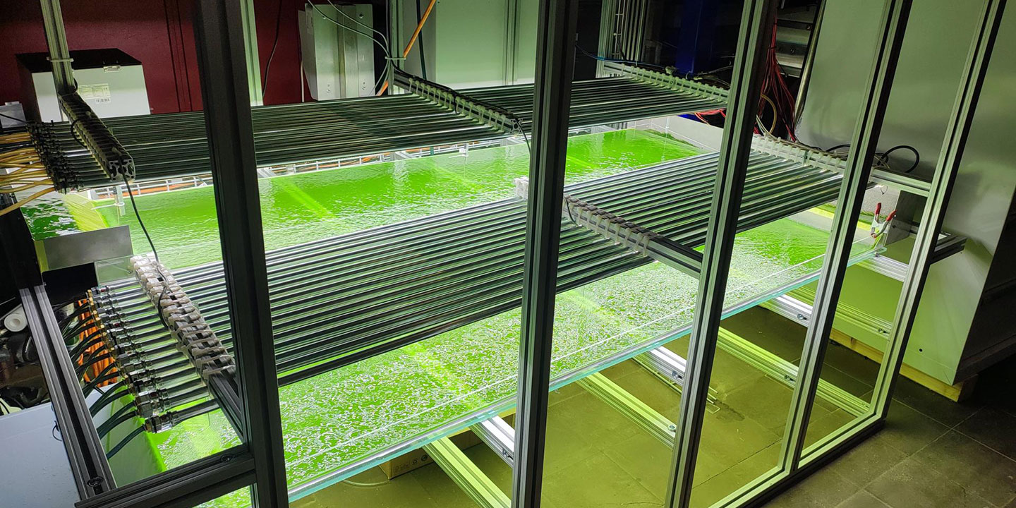 CO₂-Speicherung: mit Algen statt Bäumen