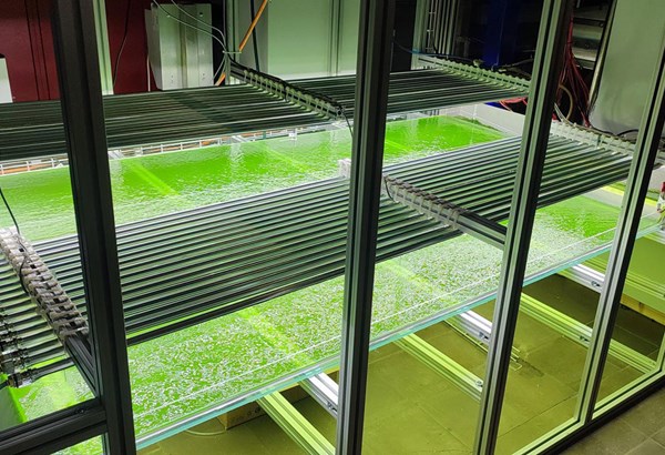 CO₂-Speicherung: mit Algen statt Bäumen  CO₂-Speicherung: mit Algen statt Bäumen