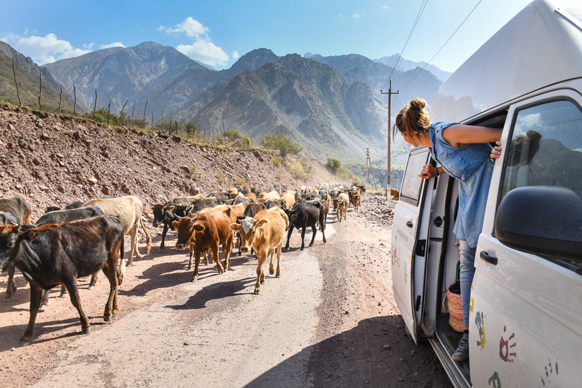 Auch Kühen begegneten wir auf unseren Reisen immer wieder, Bild: Dylan