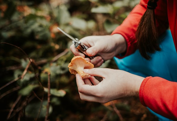 Pilze – warum sind sie schwer verdaulich?  Pilze – warum sind sie schwer verdaulich?