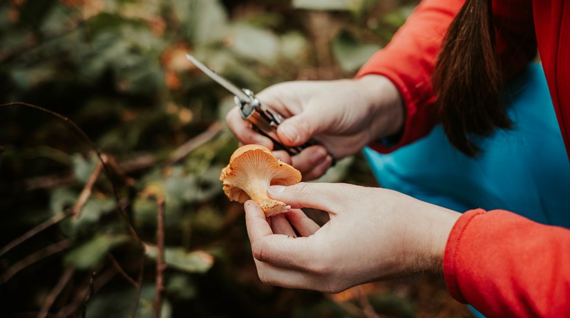 Pilze – warum sind sie schwer verdaulich? Pilze – warum sind sie schwer verdaulich?