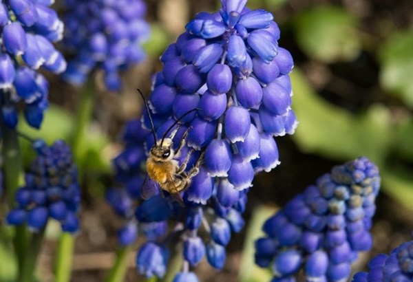Gartentipps: Die richtigen Wildblumen für Wildbienen Gartentipps: Die richtigen Wildblumen für Wildbienen