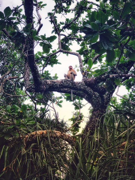 Der Orang-Utan hat sich ein schönes Plätzchen auf einem Baum ausgesucht. Der Orang-Utan hat sich ein schönes Plätzchen auf einem Baum ausgesucht.